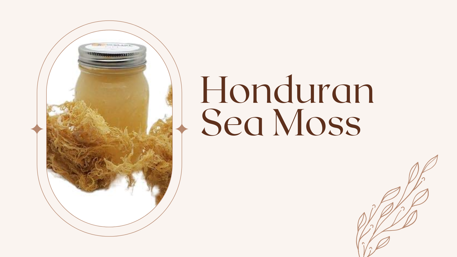 honduran-sea-moss